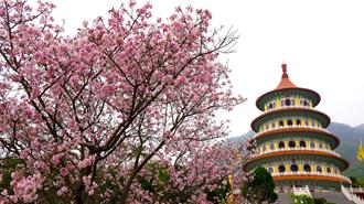 賞櫻趣！淡水天元宮三色櫻盛開 星級飯店推住宿兼賞花、泡湯吸客