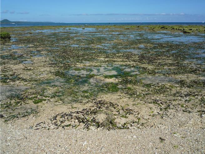 台灣多數企業願意支持購買海洋藍碳碳權發展，圖為墾丁海草床。（海委會提供／林瑞益高雄傳真）