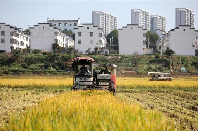 中共中央农办主任韩文秀29日撰文表示，粮食安全关乎大陆经济发展，必须守住18亿亩耕地这一「命根子」。（摘自新华社）