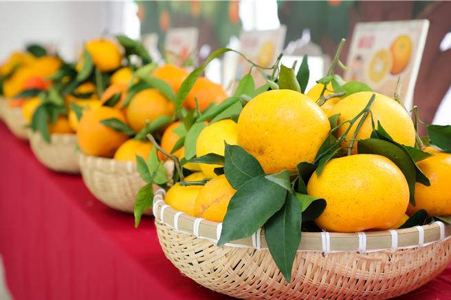 黄金茂谷及桶柑为头城镇农会新春檔期力推明星果品，果皮薄、糖度高达12度以上、果肉绵密多汁且不易裂果。（宜兰县政府提供／吴佩蓉宜兰传真）