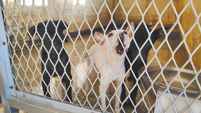 吴男不满浪浪随地便溺，拿空气枪怒呛爱妈，还作势攻击。（示意图／中时资料照）