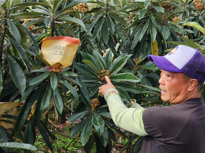 枇杷农说，小犬颱风去年过境台湾在国姓乡刮焚风，加上入冬高温影响，枇杷不开花，春节前后无枇杷可卖。（杨静茹摄）
