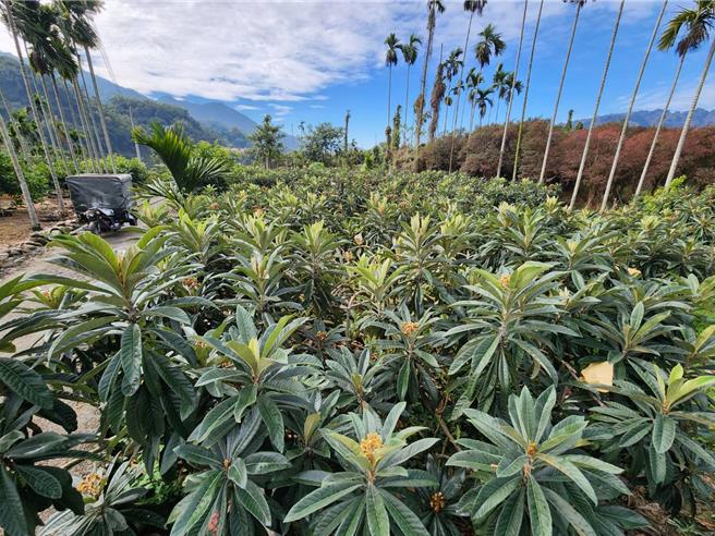 国姓乡枇杷损害率达20％以上，每公顷救助10万元，符合资格者2月5日前可向公所申请。（杨静茹摄）