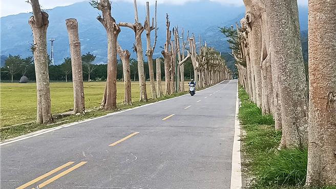 台东县鹿野乡龙田绿色隧道林荫消失，小叶榄仁惨变无头树。（读者提供／萧嘉蕙台东传真）