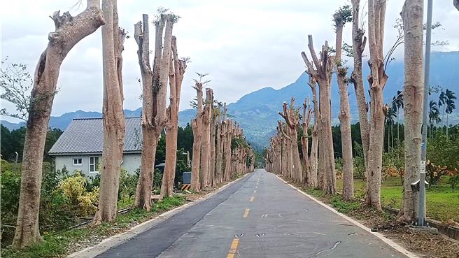 台东县鹿野乡龙田绿色隧道小叶榄仁树遭断头修剪，被讥形如罗马石柱。（读者提供／萧嘉蕙台东传真）