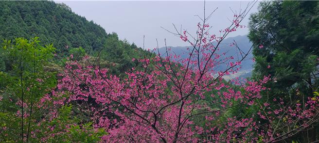 从灯篙林道中段延伸出来的肖楠步道，河津樱花期较往年早，整片粉红爬上枝头，美不胜收！（民眾提供／吴佩蓉宜兰传真）