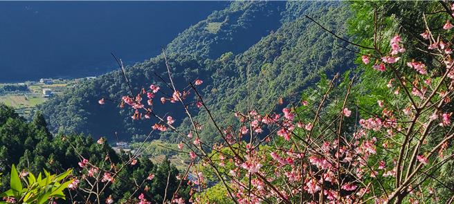 从灯篙林道中段延伸出来的肖楠步道，河津樱花期较往年早，整片粉红爬上枝头，美不胜收！（民眾提供／吴佩蓉宜兰传真）