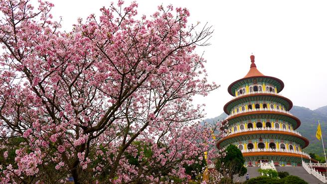 淡水无极天元宫有「全台最美寺庙樱花」美名，是北台湾知名赏樱景点之一。 （淡水福容大饭店提供）