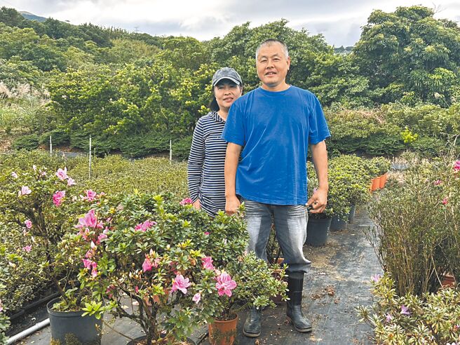 「利和苗圃」老闆游金和（右）與妻子對杜鵑花情有獨鍾，展現出吃苦耐勞的態度，無論是大太陽還是下雨天，他們依然默默地耕耘在花田之中。（劉瑋晴攝）