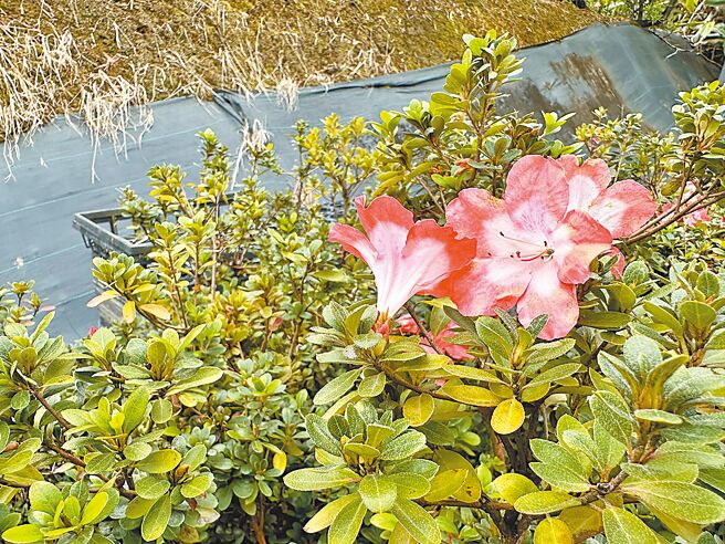 皋月杜鵑是園藝栽培杜鵑品系中最豐富的系統，目前紀錄約有兩千多種，此花名為「皋月杜鵑-酒中花」，為日本品種之一。（劉瑋晴攝）