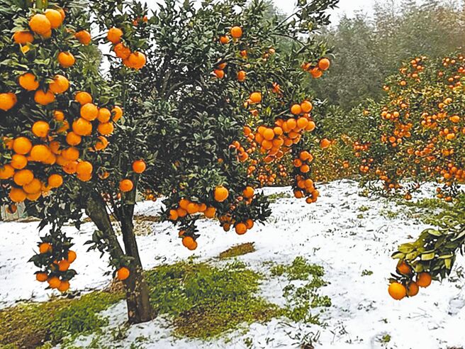 日前霸王寒流來襲，桃園市復興區光華部落果農通報桶柑寒害災損，相關局處勘查受損面積約3公頃，多半是凍傷，但未達災害補助條件。（復興區農會提供／呂筱蟬桃園傳真）