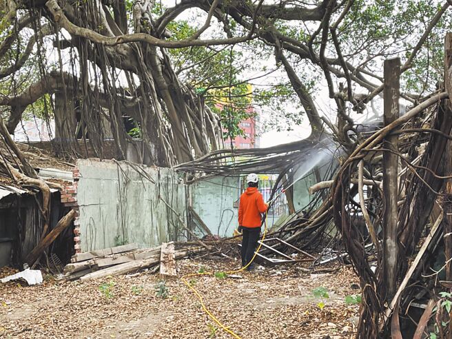 台中市大甲火车站旁受保护榕树3年前感染褐根病，经农业局喷药治疗，目前全株生长良好。（台中市农业局提供／陈淑娥台中传真）