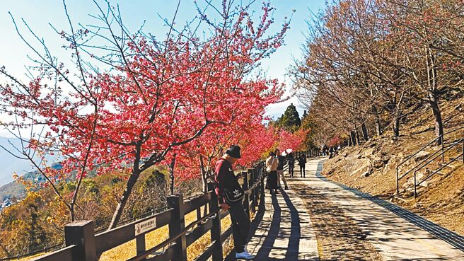 南投县仁爱乡清境农场种植数百株各种樱花，率先登场的绯寒樱已花开约8成，呈现嫣红盛放的景象，美不胜收。（清境农场提供／王煌忠南投传真）