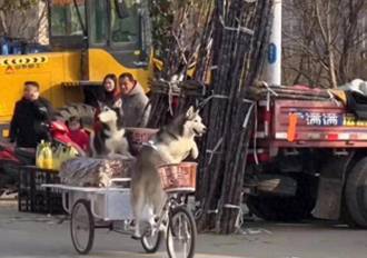 影〉哈士奇騎走整車賣切糕的3輪車 狗主人傻眼賠3.4萬元