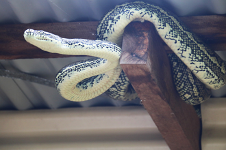 屋主浴室洗澡 驚見巨蟒吊掛天花板 溜進來偷窺