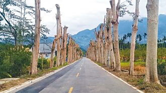樹害毀生計 台東綠色隧道遭砍頭