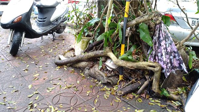 基隆市七堵区长兴国小旁人行道，地砖破损严重，还有青苔以及树根隆起的行道树，行走十分危险。无党籍议员张耿辉会勘后，建议市府尽速整修破损。基市府则表示，破损会先修缮，并由教育处争取内政部整建经费全面改善。（张耿辉办公室提供／徐佑升基隆传真）