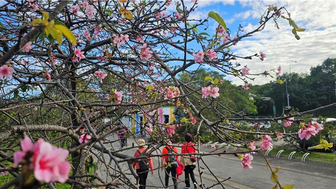在盛开的樱花中，和三五好友来趟赏樱小旅行。（高滩处提供）