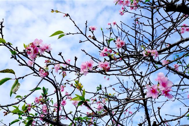 河津樱悄悄绽放于树梢。（高滩处提供）