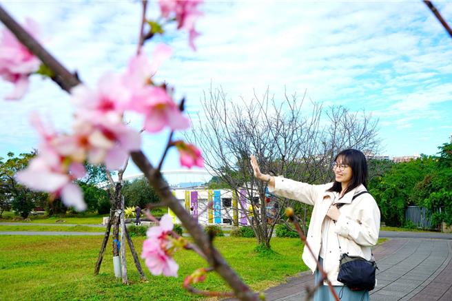 游客欣赏阳光运动公园粉嫩的河津樱。（高滩处提供）