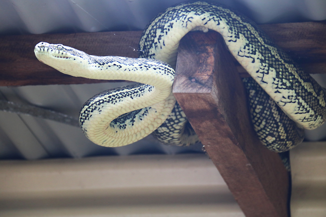 澳洲一名屋主進浴室準備洗澡時，發現天花板掉出一條蟒蛇，嚇得他趕緊跑出去。(示意圖/shutterstock/達志)