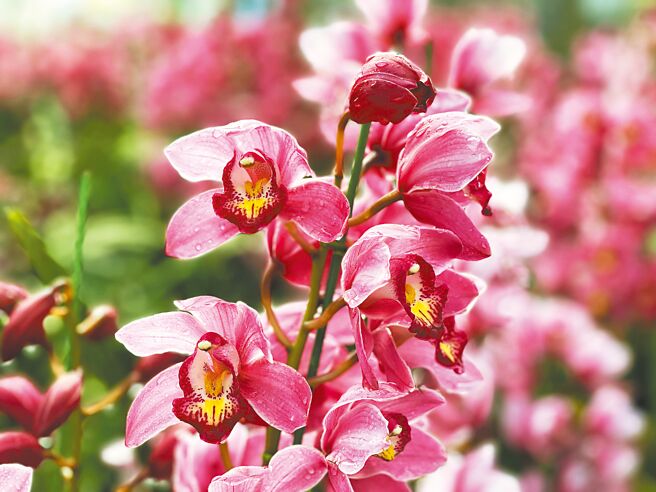 此虎頭蘭品種為「紅美人」。（楊靜茹攝）