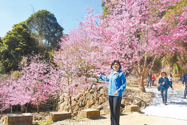 云林县府5年来积极促进古坑乡观光产业发展，重振草岭风华，图为云林县长张丽善推广草岭石壁樱花季观光。（云林县政府提供／周丽兰云林传真）