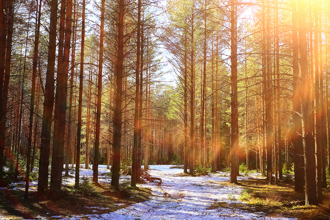 周日立春！12生肖翻轉好運全攻略出爐