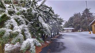 大雪山櫻花梅花爭艷 天池步道雪白霜花絕美