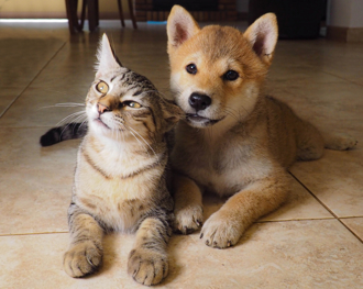 臥床多年3子女神隱！老婦心寒改遺囑 8700萬遺產全給1對狗貓