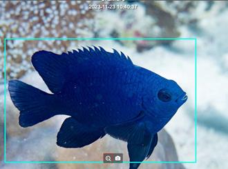 海委會研發AI辨識珊瑚礁魚類 大幅縮短鑑定時間