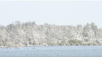 「平地雪景」再現！ 鸕鷀南遷度冬 鰲鼓溼地披限定白衣