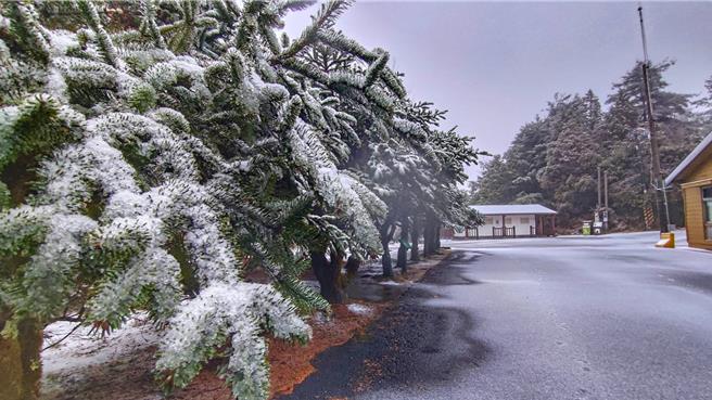 大雪山林道49K小雪山资讯站周边近来结出雪白霜花，天池步道染上雪白丰采。（林业署台中分署提供／张妍溱台中传真）