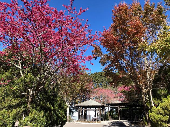 春日的大雪山美丽，可以看到樱花盛开美景。（林业署台中分署提供／张妍溱台中传真）