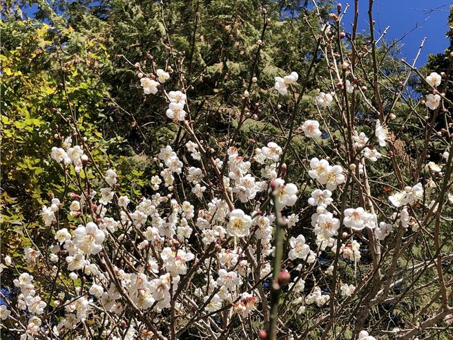 大雪山35k收费站受暖冬影响，清雅的梅花提前开放。（林业署台中分署提供／张妍溱台中传真）