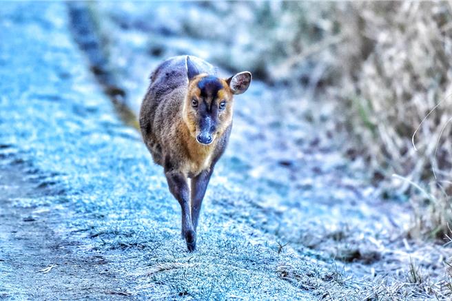 山羌在清晨散步，美得像明星登场。（林业署台中分署提供／张妍溱台中传真）