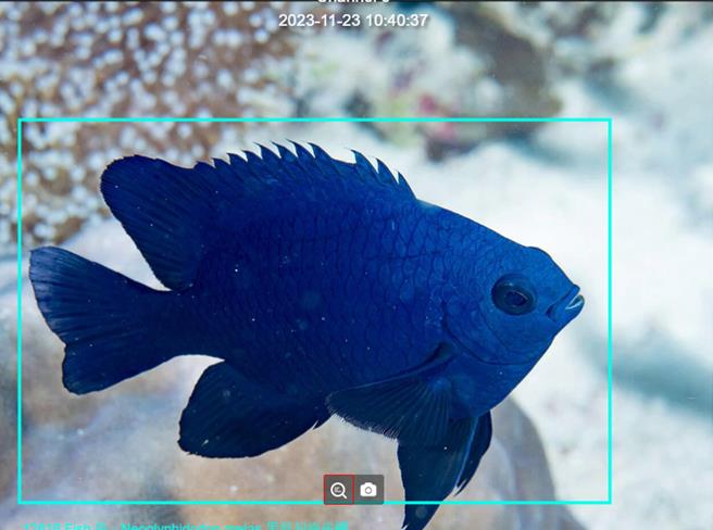 海洋委員會透過AI移動性物件偵測及自動辨識魚類，圖為黑新刻齒雀鯛。（海委會提供／林瑞益高雄傳真）