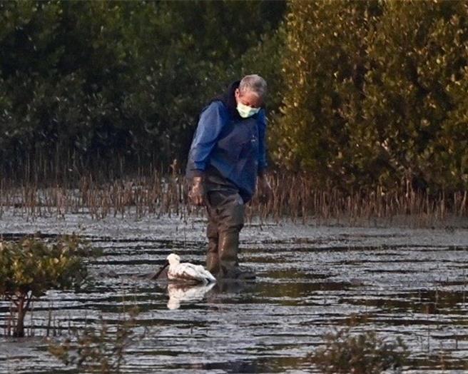 台南市學甲溼地生態園區昨日下午出現1隻病懨懨的黑面琵鷺，台南市生態保育學會副總幹事黃永豐據報，在泥沼中搜索1個多小時後，順利救到受傷的黑面琵鷺。（台南市生態保育學會提供／張毓翎台南傳真）
