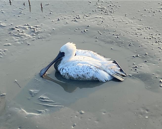 這隻病懨懨的黑面琵鷺蹲在賞鳥亭對岸的河床、無法拍翅起飛。（台南市生態保育學會提供／張毓翎台南傳真）