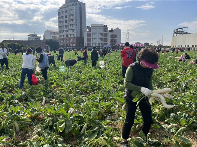 今年拔萝卜做爱心活动于1月21日举办完毕。（本报资料照片）