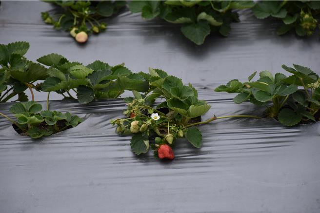 大湖草莓受到多重病害影響，枯死損害達4成，1期花產量大幅減少。（謝明俊攝）