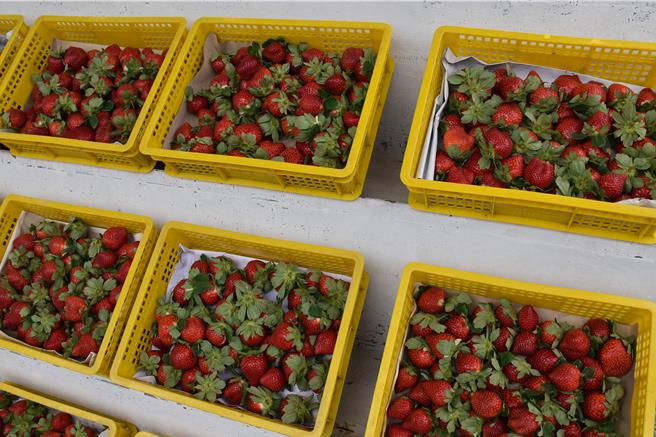 大湖草莓受到多重病害影響，加上目前1、2期花空檔青黃不接，造成價格大漲。（謝明俊攝）