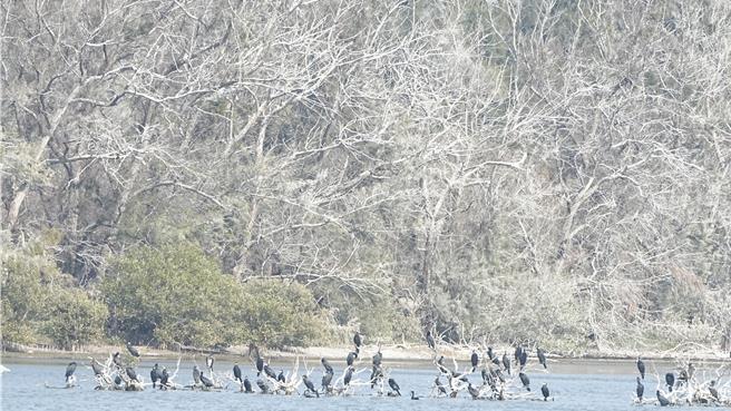 鰲鼓溼地目前棲息的鸕鷀數量龐大，也讓鰲鼓溼地「平地雪景」大景再現。（呂妍庭攝）