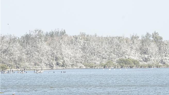 鰲鼓溼地目前棲息的鸕鷀數量龐大，也讓鰲鼓溼地「平地雪景」大景再現。（呂妍庭攝）