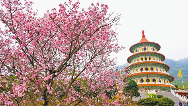 淡水無極天元宮有「全台最美寺廟櫻花」美名，是北台灣知名賞櫻景點之一。（淡水福容大飯店提供）