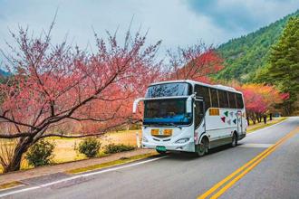 迎花季搭公車旅遊 探索武陵農場櫻花風情