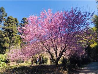 樱花祭、武德宫通通在云林 农历春节4处车潮恐爆多