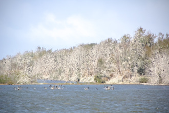 濕地驚現一片「雪景」美哭遊客  專家曝下雪真相