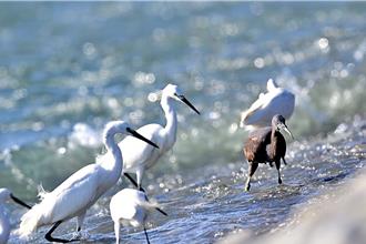 岩鷺亂入「白色陣營」 罕見聖鳥夾縫求生搶食魚蝦