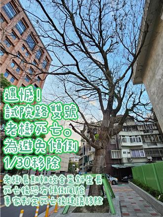 受保樹木「這原因」積水釀死 北市文化局：已開罰9萬